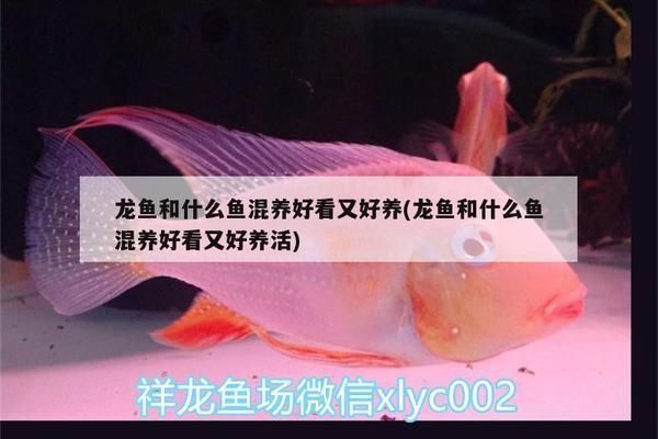 龍魚搭配什么魚最美觀好看又好養呢,龍魚混養注意事項 龍魚百科 第5張 龍魚搭配什么魚最美觀好看又好養呢,龍魚混養注意事項 龍魚搭配什么魚最美觀好看又好養呢,龍魚混養注意事項 龍魚百科 第5張