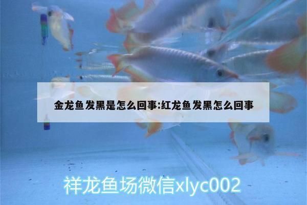 金龍魚發黑（金龍魚發黑怎么辦）