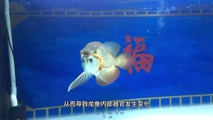 龍魚(yú)蒙眼一般多久自愈：龍魚(yú)蒙眼治療后護(hù)理指南