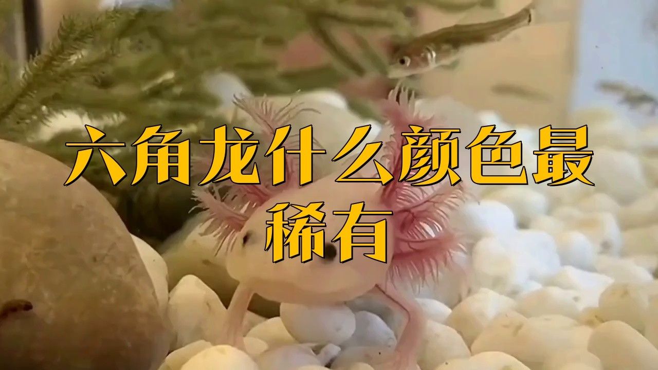 六角恐龍魚什么顏色比較稀有 六角恐龍魚什么顏色比較稀有 龍魚百科 第1張