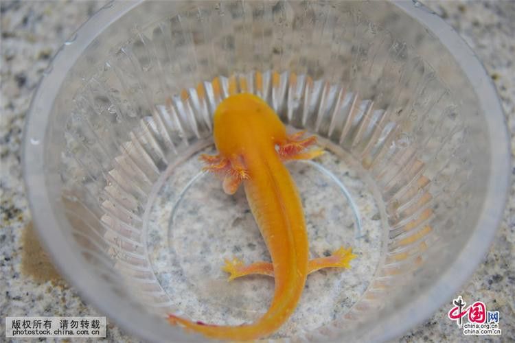 六角恐龍魚什么顏色比較稀有 六角恐龍魚什么顏色比較稀有 龍魚百科 第7張