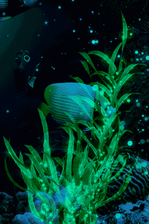 給我推薦幾款龍魚動態壁紙應用