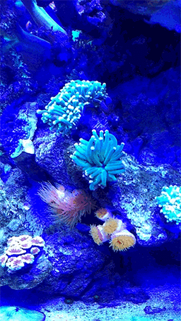 給我推薦幾款龍魚動態壁紙應用