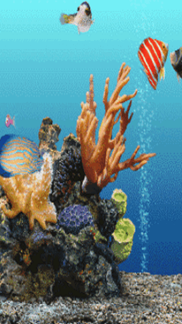 給我推薦幾款龍魚動態壁紙應用