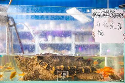 武漢水族批發(fā)市場(chǎng)，關(guān)于武漢水族批發(fā)市場(chǎng)的建議