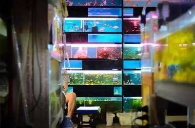 武漢水族批發(fā)市場(chǎng)，關(guān)于武漢水族批發(fā)市場(chǎng)的建議