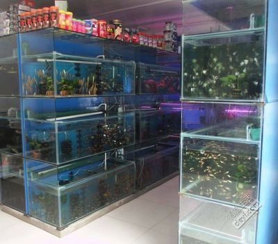 武漢水族批發(fā)市場(chǎng)，關(guān)于武漢水族批發(fā)市場(chǎng)的建議