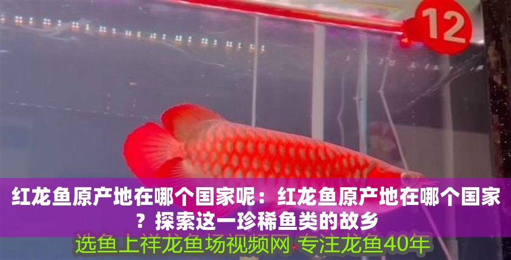 紅龍魚原產地在哪個國家呢：紅龍魚原產地在哪個國家？探索這一珍稀魚類的故鄉