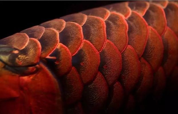 龍魚混養怎么喂食最好：龍魚混養喂食的最佳策略是采用多樣化和均衡的飼料