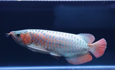 紅龍魚(yú)養(yǎng)多久開(kāi)始變色正常（紅龍魚(yú)什么時(shí)候開(kāi)始發(fā)色紅龍魚(yú)發(fā)色過(guò)程詳細(xì)介紹）