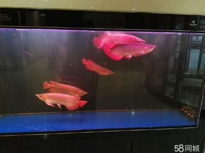 天津地區的二手龍魚轉讓信息可以幫助您了解到天津地區的二手龍魚轉讓信息：二手龍魚轉讓信息