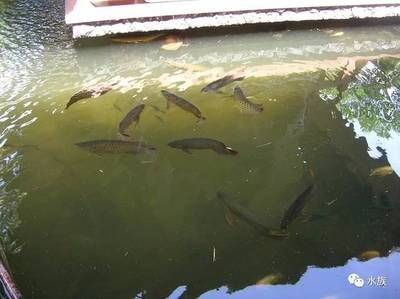 養(yǎng)龍魚水里需要加鹽嗎？：養(yǎng)好龍魚水里需要加鹽嗎