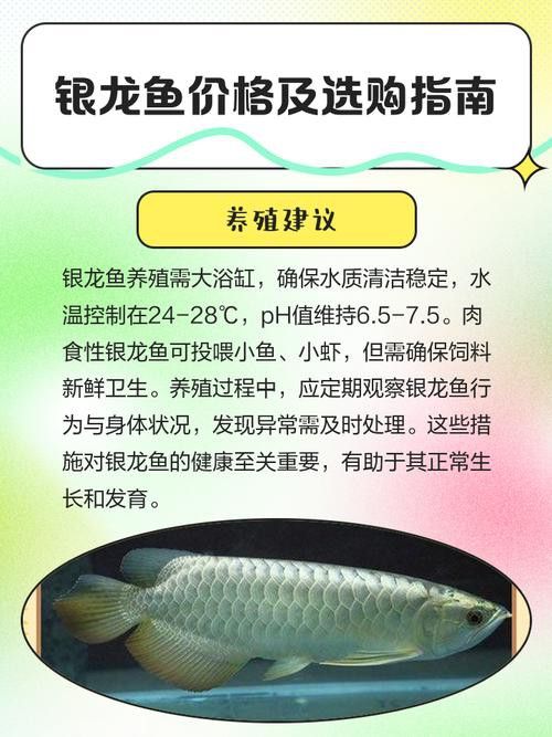白銀龍魚價格表最新圖片