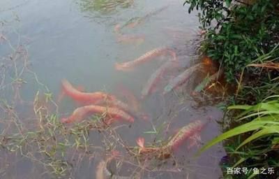 養(yǎng)龍魚水里需要加鹽嗎？：養(yǎng)好龍魚水里需要加鹽嗎