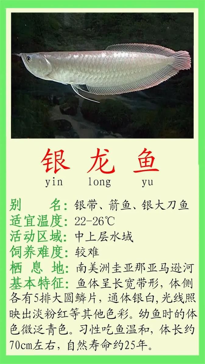 白銀龍魚價格表最新圖片