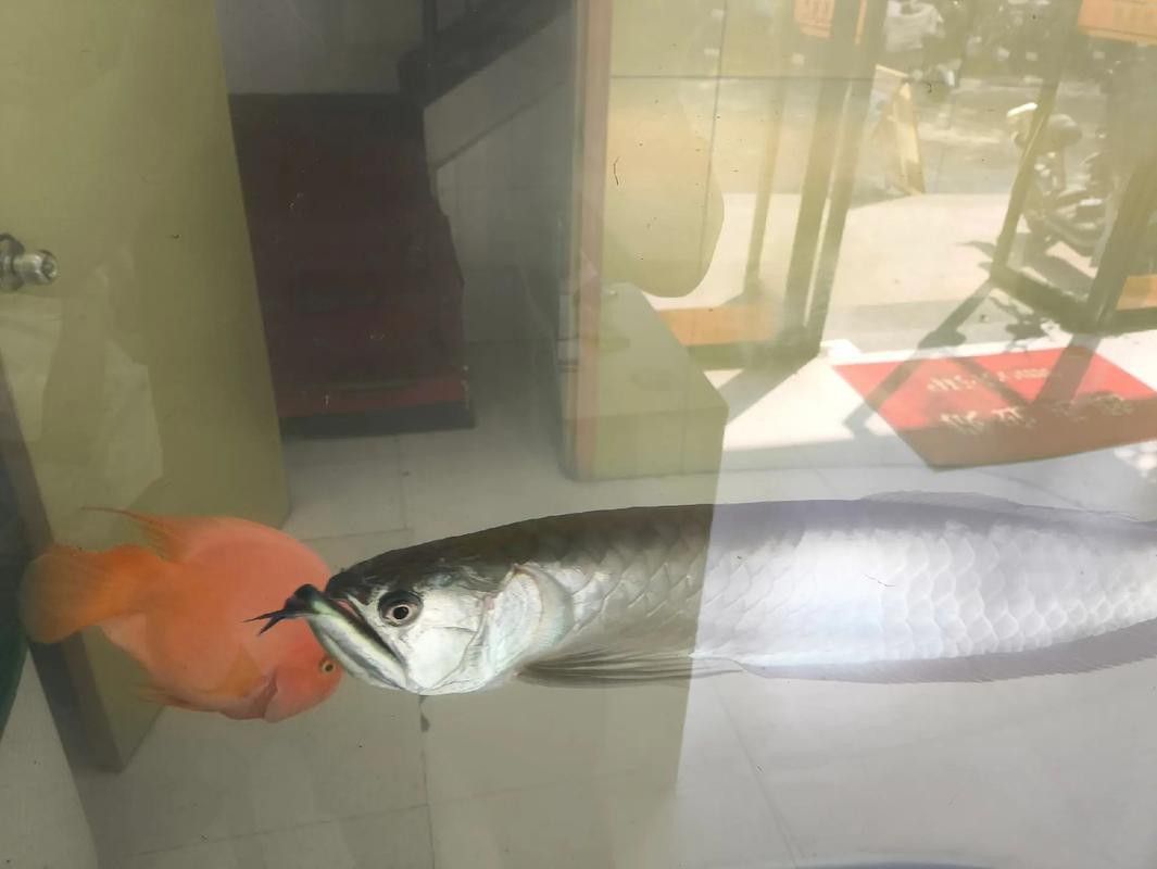 白銀龍魚價格表最新圖片