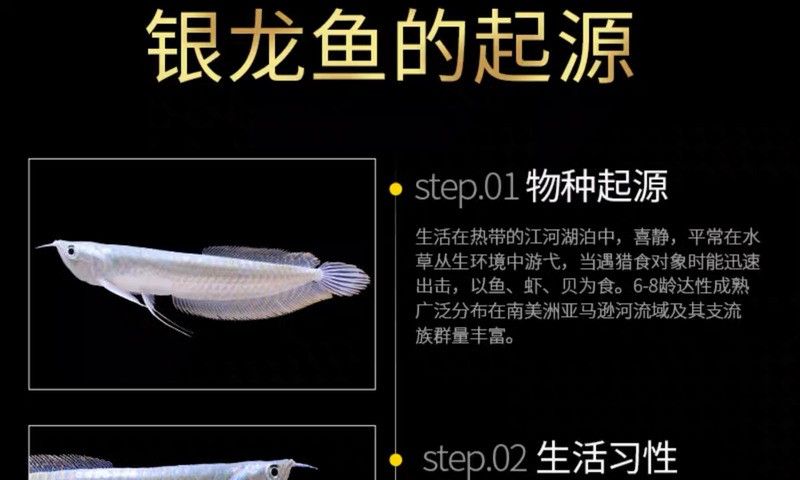 白銀龍魚價格表最新圖片