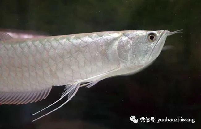 黃化銀龍魚壽命多少年能長大