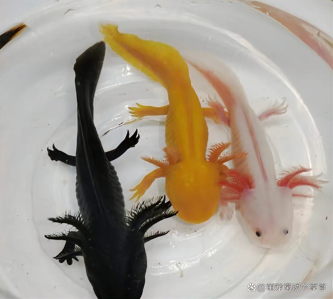 六角龍魚的水放多深