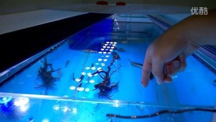 銀龍魚多久開食（新買的銀龍魚開食的時間是多久）