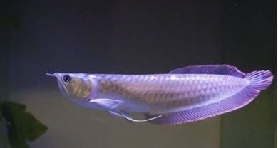 銀龍魚(yú)多久開(kāi)食（新買的銀龍魚(yú)開(kāi)食的時(shí)間是多久）