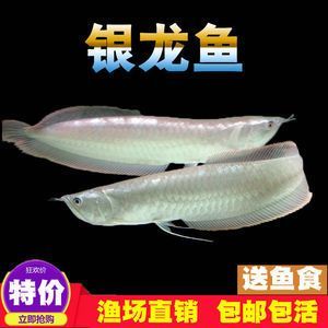 銀龍魚(yú)多久開(kāi)食（新買的銀龍魚(yú)開(kāi)食的時(shí)間是多久）
