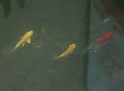 金龍魚喂金魚好嗎？：金龍魚喂金魚合適之前需要了解金龍魚和金魚的飼養(yǎng)需求