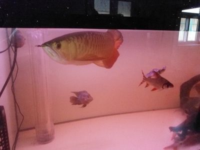 金龍魚喂金魚好嗎？：金龍魚喂金魚合適之前需要了解金龍魚和金魚的飼養(yǎng)需求