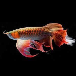 龍魚蒙眼怎么治（龍魚蒙眼病因探究,龍魚水質管理技巧,龍魚用藥安全指南）