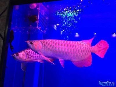 龍魚蒙眼怎么治（龍魚蒙眼病因探究,龍魚水質管理技巧,龍魚用藥安全指南）