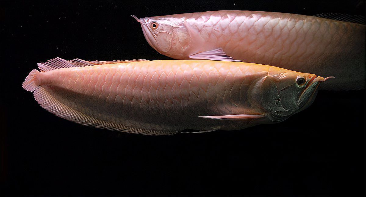 曼龍魚屬于龍魚嗎
