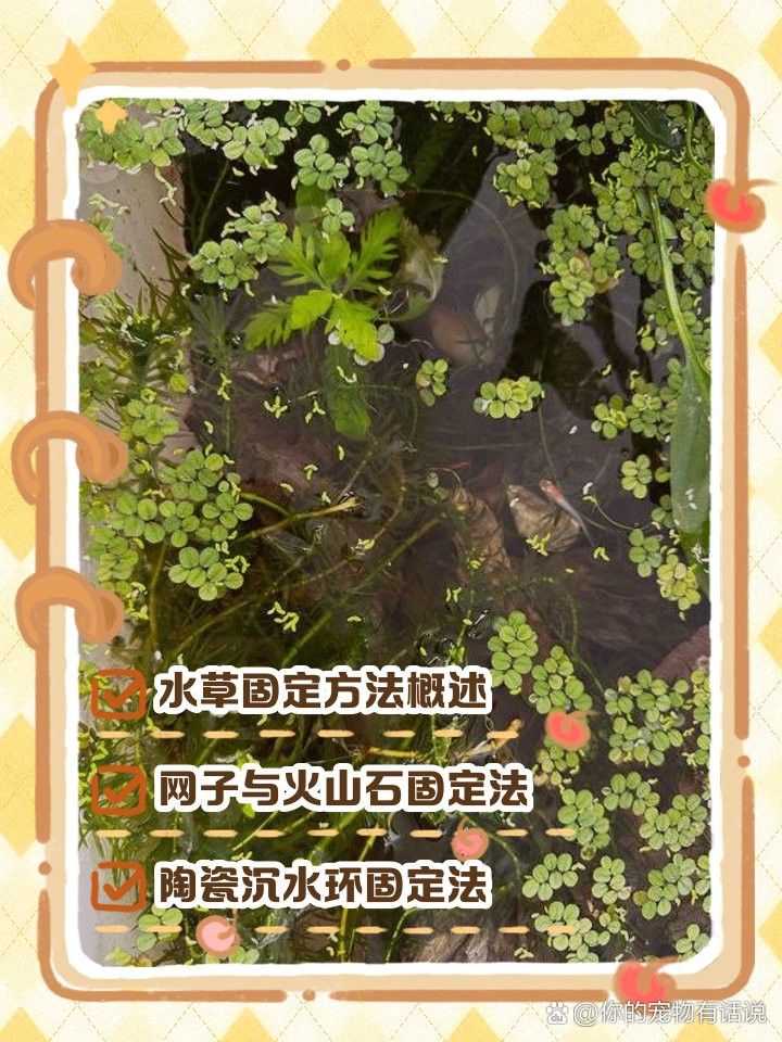 哪種固定方法最適合龍魚缸？