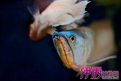 龍魚浮面是什么情況：如果您的龍魚出現浮面的現象，龍魚浮面是什么情況