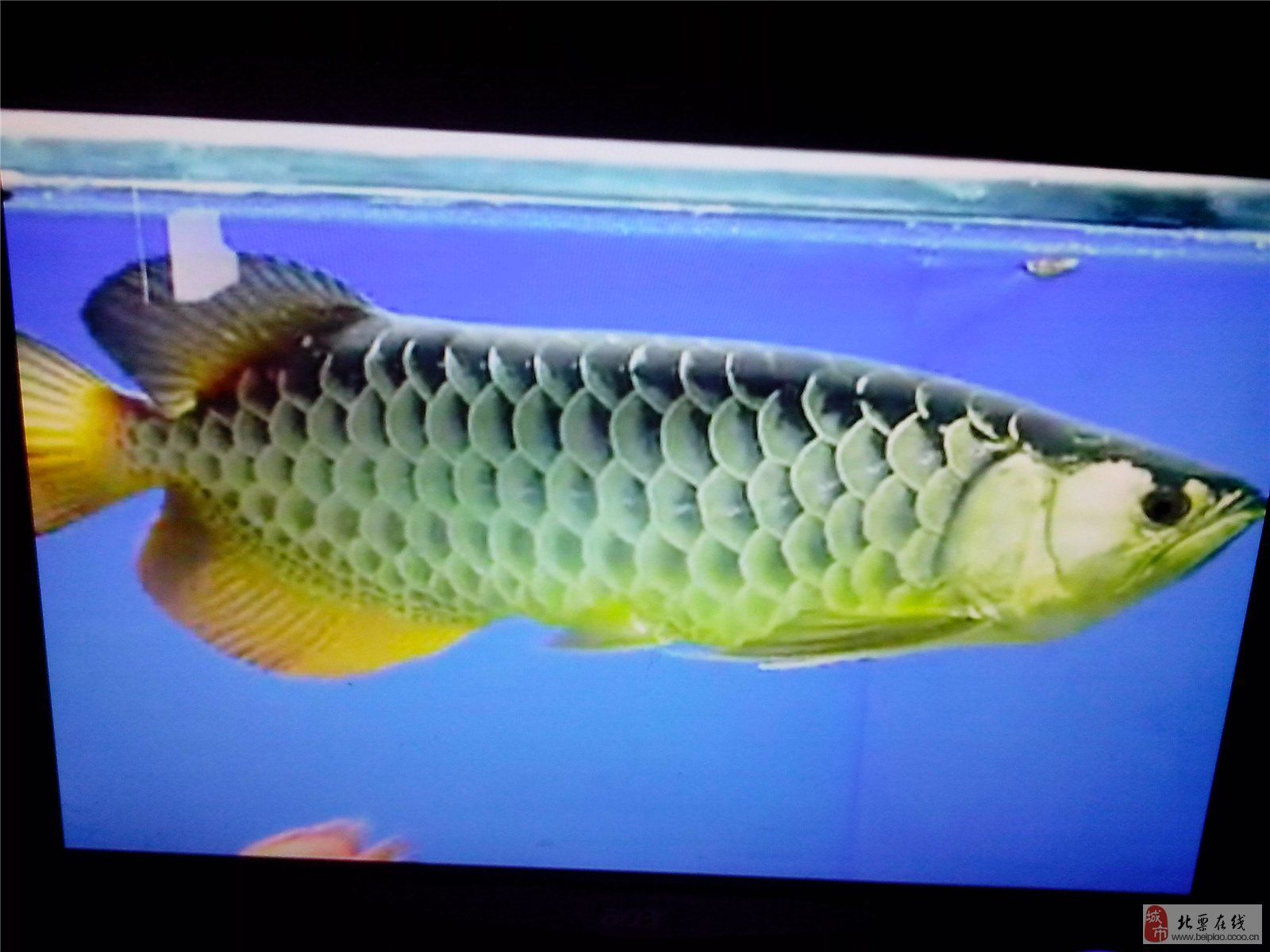 金龍魚的模樣有哪些：金龍魚的模樣有哪些呢？