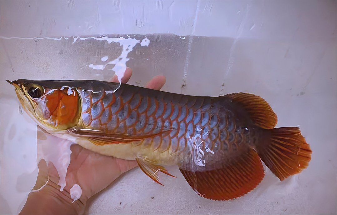 如何判斷紅龍魚幼苗是否健康？