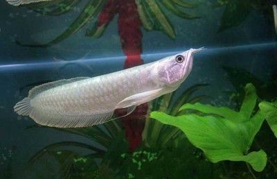 35厘米的銀龍魚多少錢一條（35厘米的銀龍魚價(jià)格在90-100元一條左右）