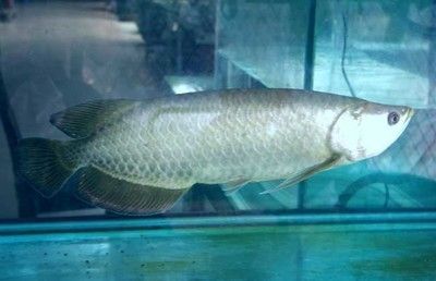35厘米的銀龍魚多少錢一條（35厘米的銀龍魚價(jià)格在90-100元一條左右）