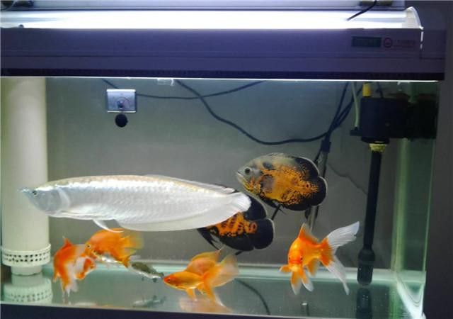白銀龍魚吃什么長的快點呢圖片
