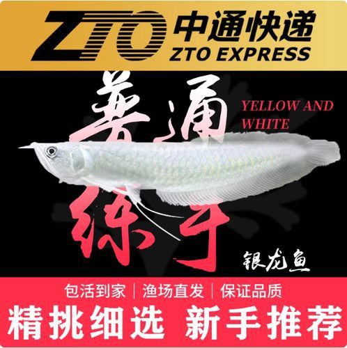 白銀龍魚吃什么長的快點呢圖片