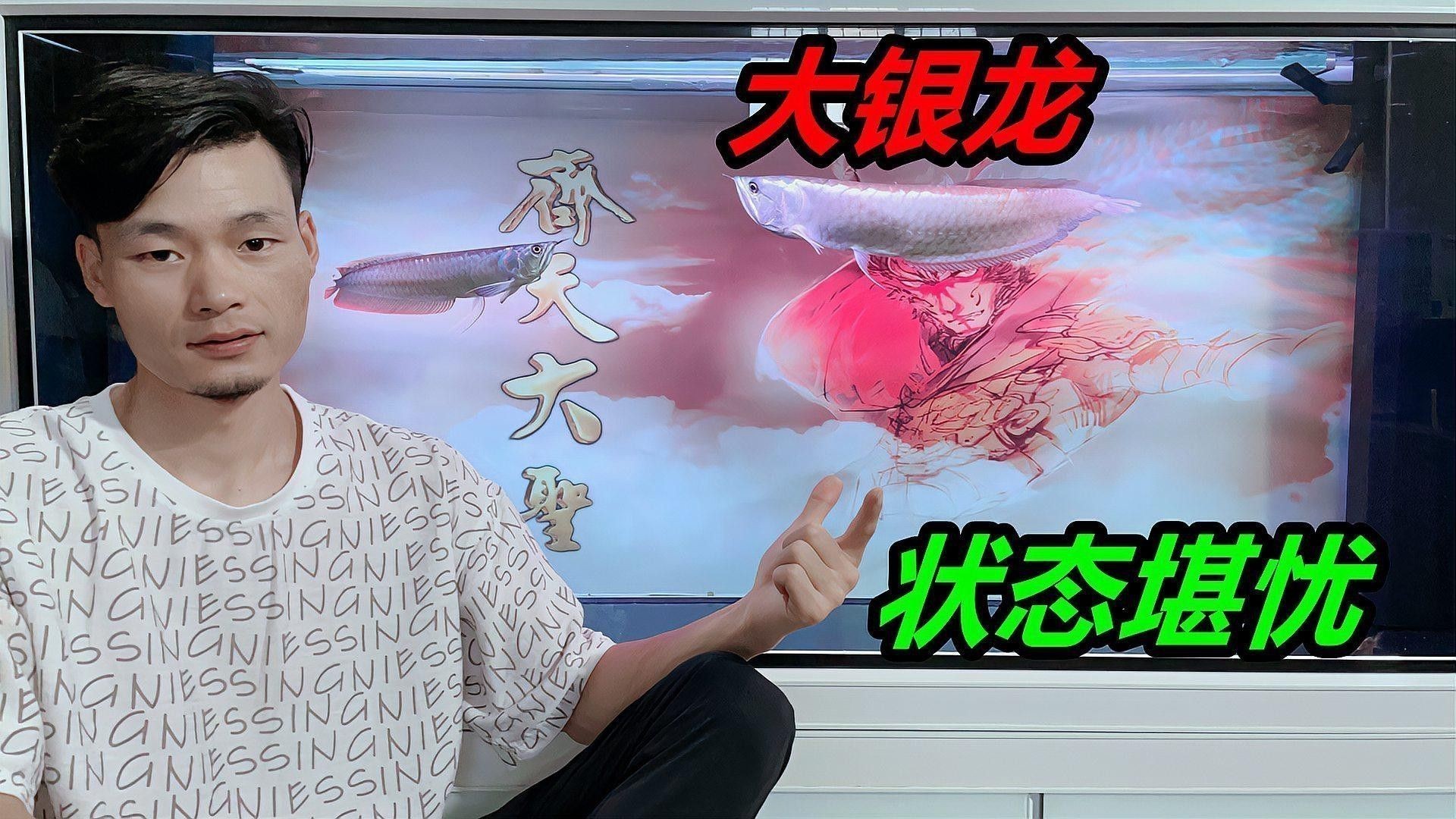 白銀龍魚吃什么長的快點呢圖片