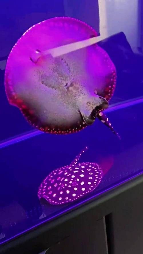 龍魚跟招財(cái)魚可以混養(yǎng)嗎圖片大全