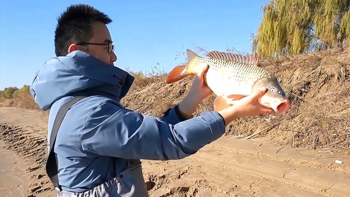鯉魚多少錢一斤市場價