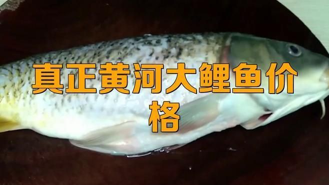 鯉魚多少錢一斤市場價