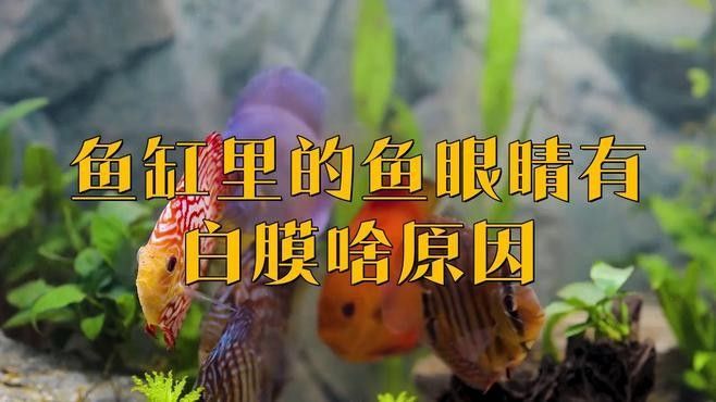 龍魚白膜病復發的原因是什么？