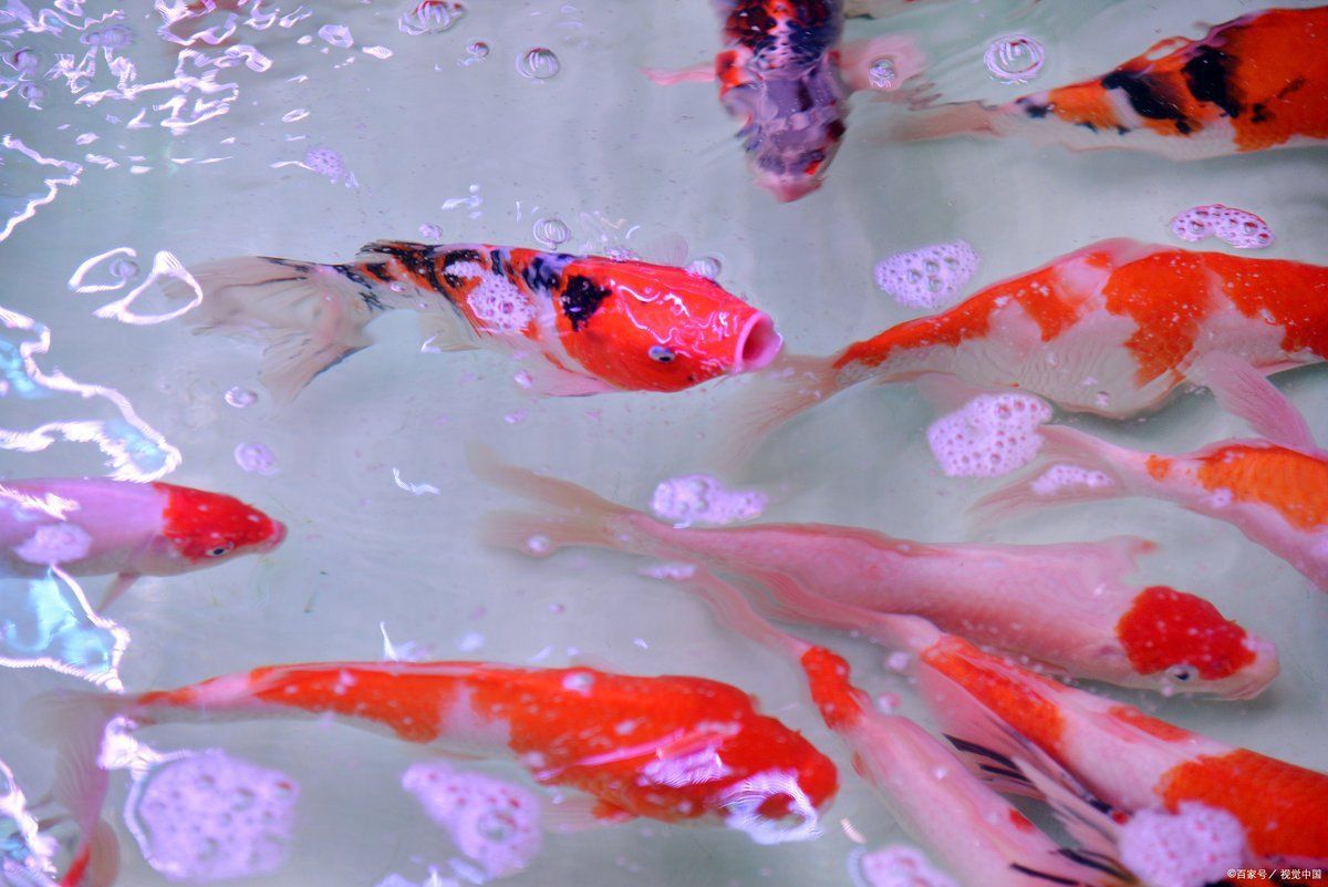 錦鯉爛身的6個征兆