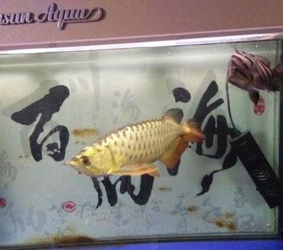 星點龍魚混養注意事項：星點龍魚與紅龍魚混養水質管理技巧