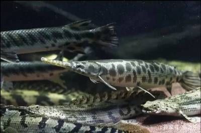 五條龍魚混養不吃食（五條龍魚混養不吃食怎么辦）