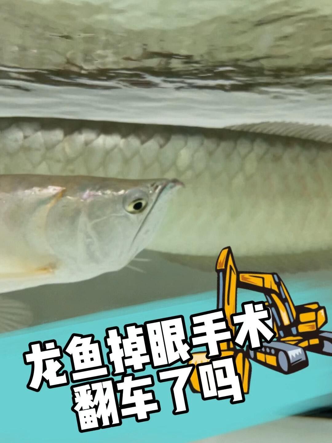 龍魚掉眼手術需要多長時間恢復？