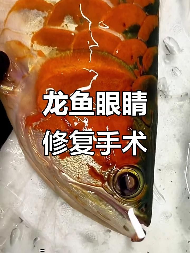 龍魚掉眼手術需要多長時間恢復？