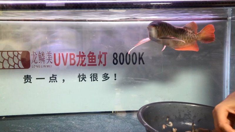 龍魚魚鰭充血期間可以喂食嗎？
